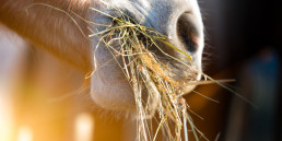 ruwvoer paard