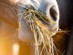 ruwvoer paard