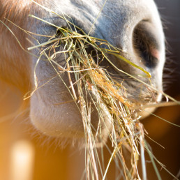 ruwvoer paard