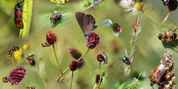 Insecten in de tuin