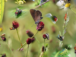 Insecten in de tuin