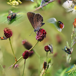 Insecten in de tuin