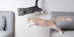 springende kat