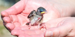 Vogel gevonden