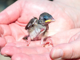 Vogel gevonden