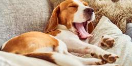 Hond bezig houden