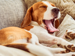 Hond bezig houden
