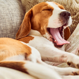 Hond bezig houden