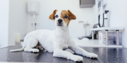 corona huisdieren hond