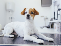 corona huisdieren hond