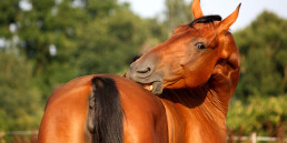 Jeuk bij paarden