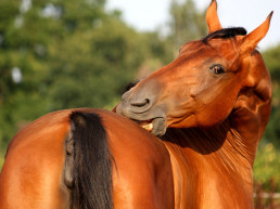 Jeuk bij paarden