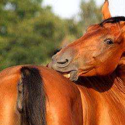 Jeuk bij paarden