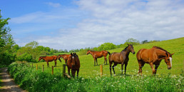 Onderhoud paardenweide