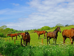 Onderhoud paardenweide