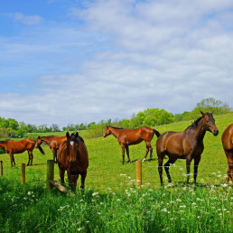 Onderhoud paardenweide