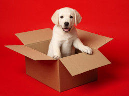 A,Labrador,Puppy,Is,Sitting,In,A,Cardboard,Box.,White