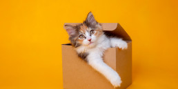 kitten in een doos voor petsplace