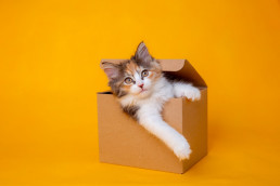 kitten in een doos voor petsplace