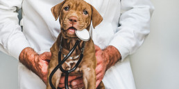 Veterinaire voeding voor hond en kat