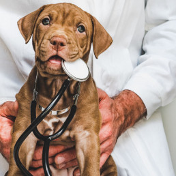 Veterinaire voeding voor hond en kat