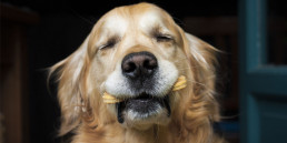 soorten hondensnacks