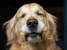 soorten hondensnacks