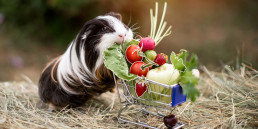 moestuin huisdieren cavia groenten fruit