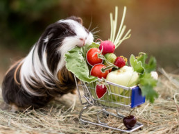 moestuin huisdieren cavia groenten fruit