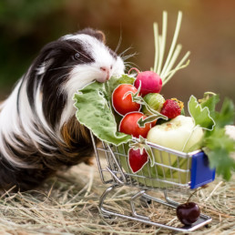 moestuin huisdieren cavia groenten fruit