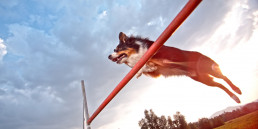 agility