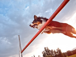 agility