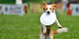 dog frisbee