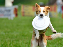 dog frisbee