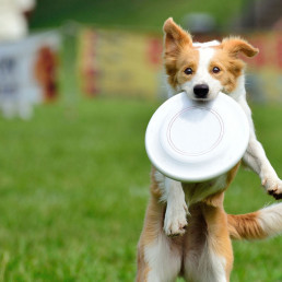 dog frisbee