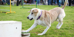 Flyball