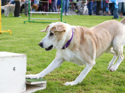 Flyball