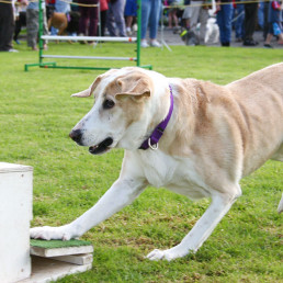 Flyball