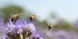 Meer leven in de tuin