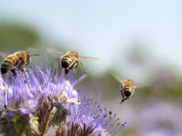 Meer leven in de tuin