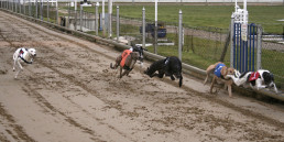 windhondenrennen