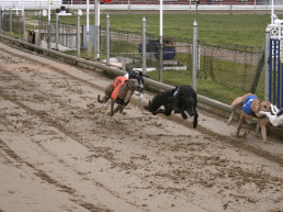 windhondenrennen