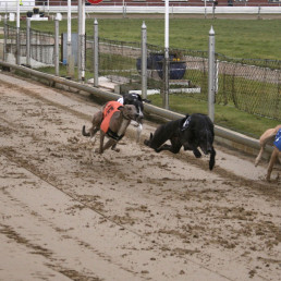 windhondenrennen