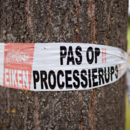 eikenprocessierups: gevaarlijk voor honden en katten