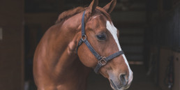 paardentaal herken gedrag paard