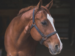 paardentaal herken gedrag paard