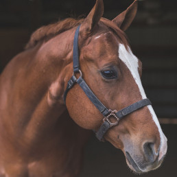 paardentaal herken gedrag paard