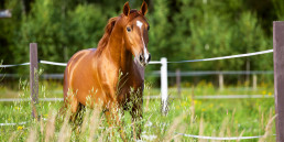 Eikenprocessierups paard