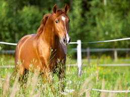 Eikenprocessierups paard