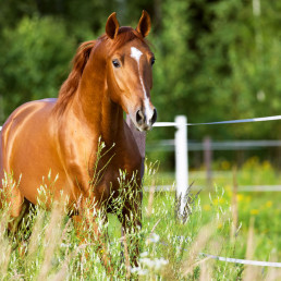 Eikenprocessierups paard